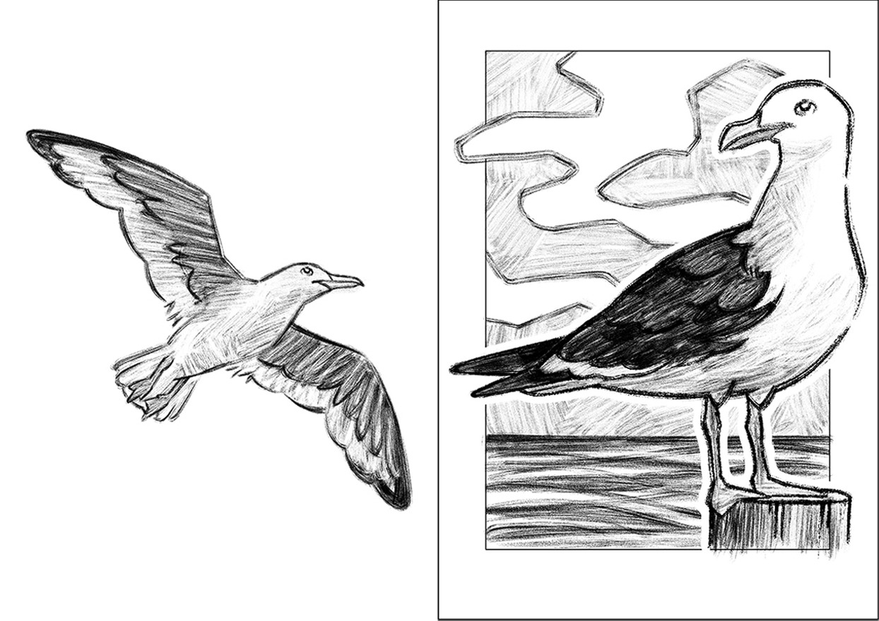 GAVIOTA PERUANA